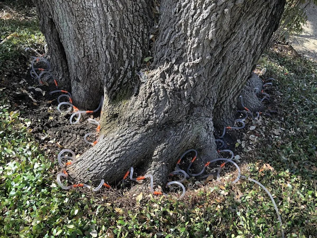 Detailed Tree Cabling and Bracing job site in Cub Run