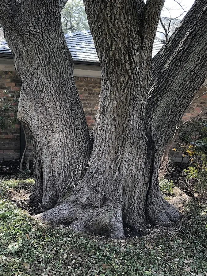 Mature heritage tree close to a Cub Run property cared for by certified arborists